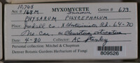 Physarum polycephalum image